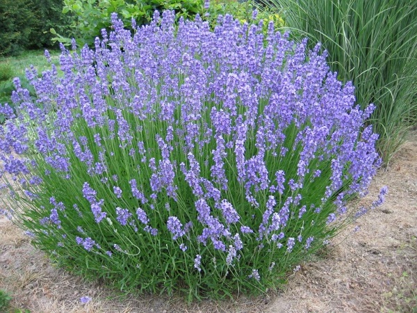 Lavender masks the scent of watermelons and deters pests
