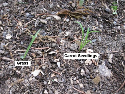 Leaf differences of weeds and carrot seedlings
