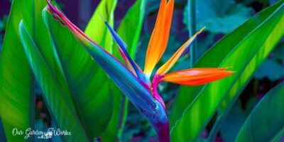 BOP Problems: Are Your Birds Of Paradise Leaves Curling?