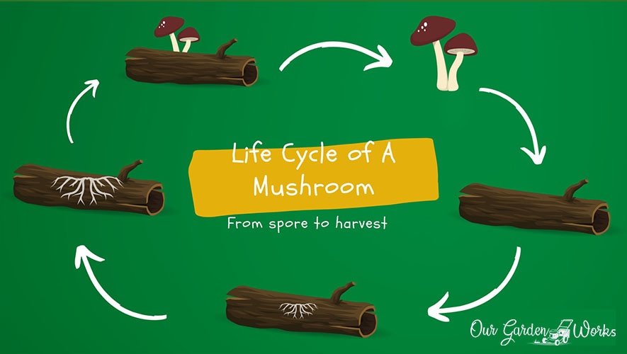 Life Cycle of Mushrooms