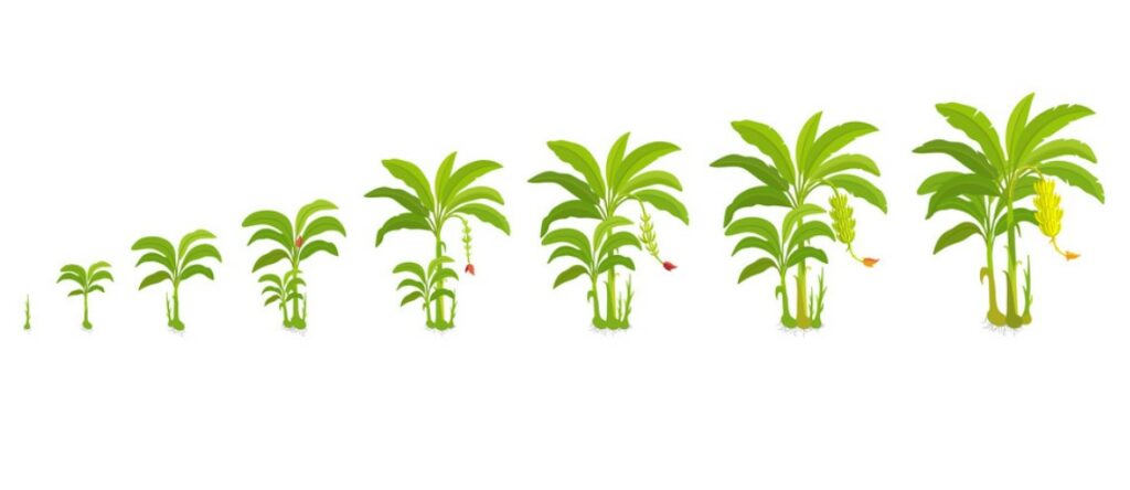 The Life Cycle of Banana Trees