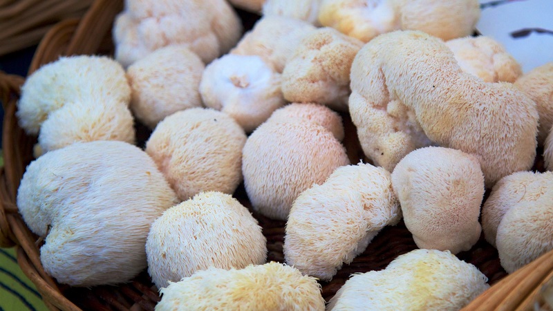 Lion’s mane mushrooms