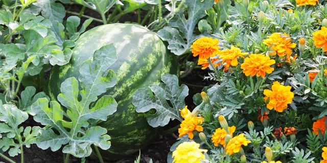 Marigold plants help bring more bees to watermelons