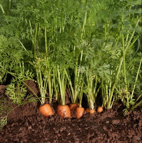 Mature carrots