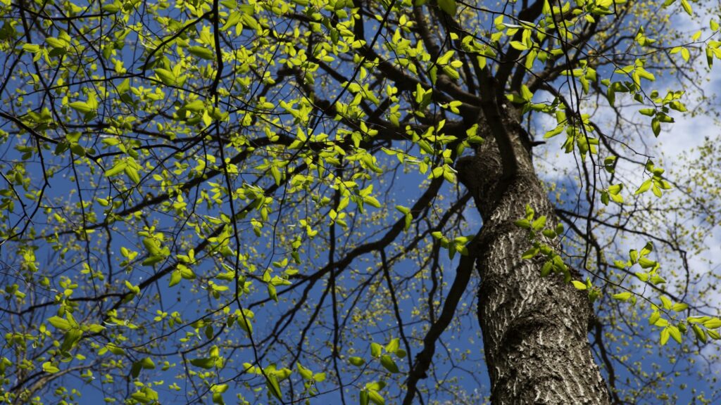 Mature elm tree