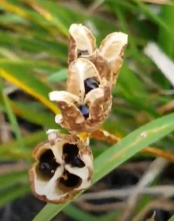 Mature seed pods