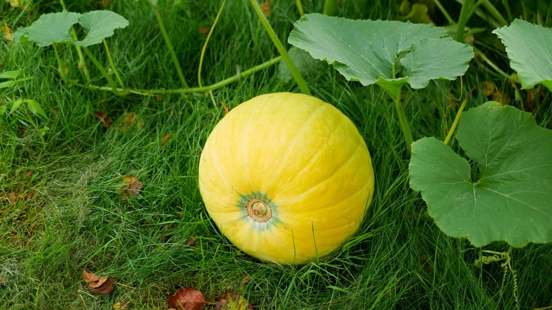 Maturing pumpkin
