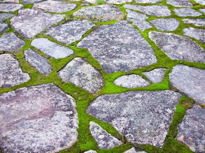 Moss around flagstones