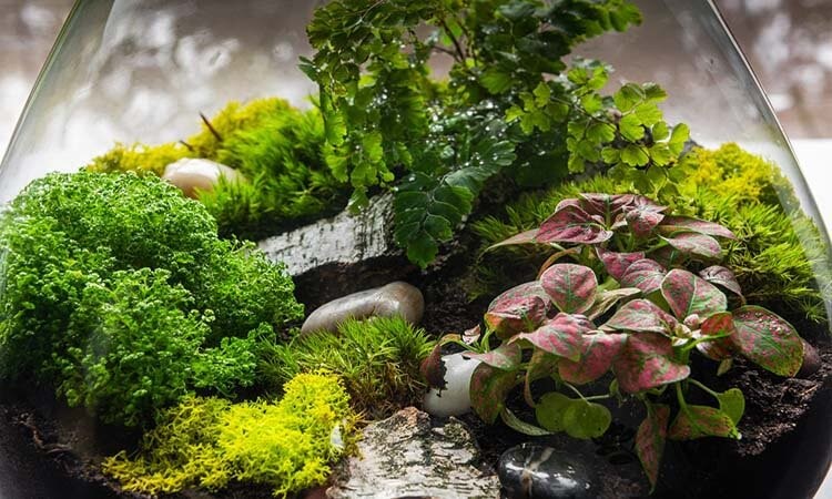 Moss terrariums
