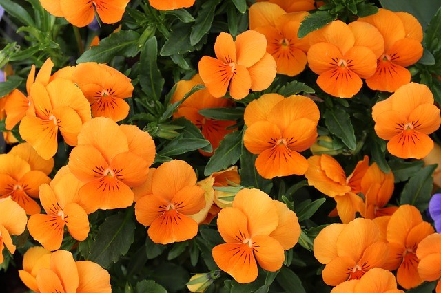 Nasturtiums