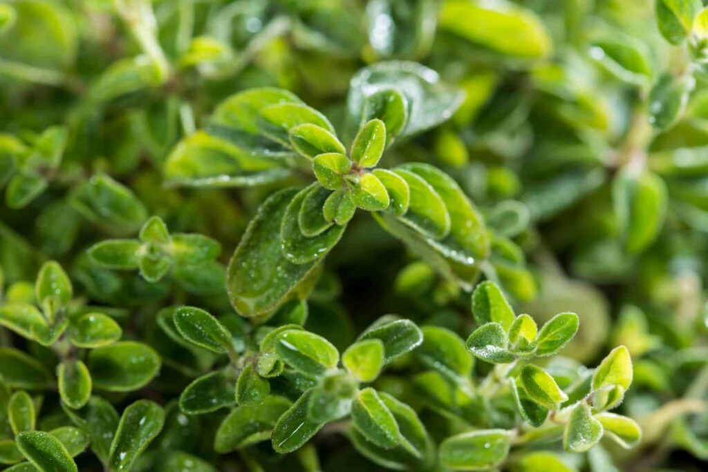 Oregano as a watermelon companion plant