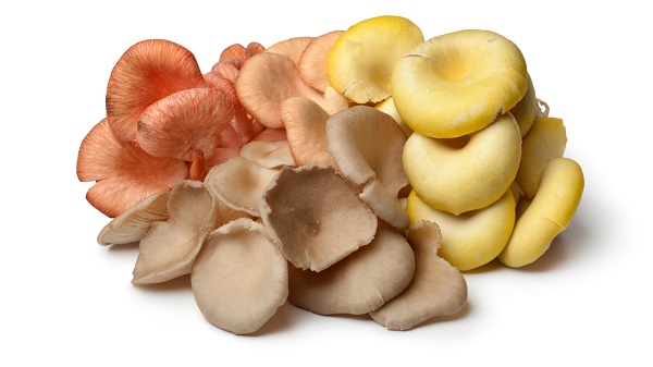 Oyster mushrooms (Pleurotus ostreatus)
