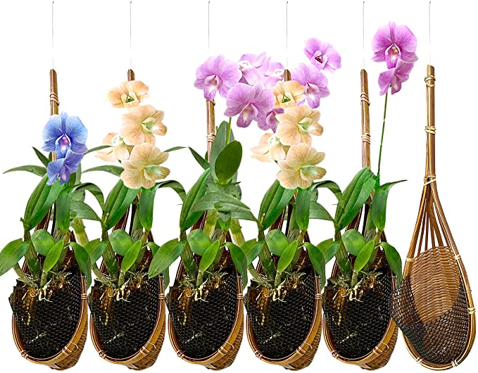 PANWA Hanging Orchid Basket
