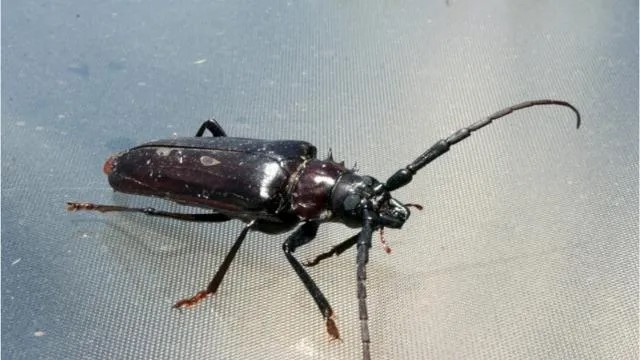 Palo Verde beetles