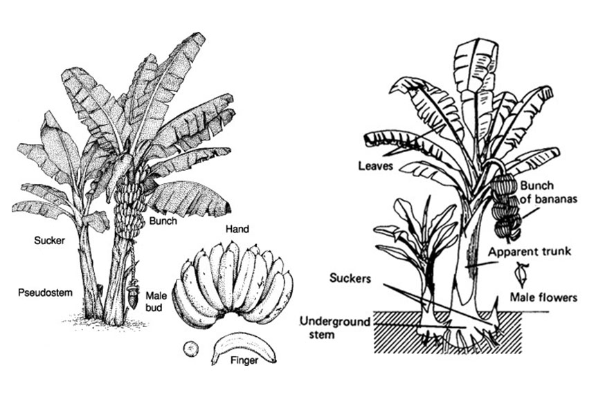 Banana Plant Edible Parts at Jane Wood blog