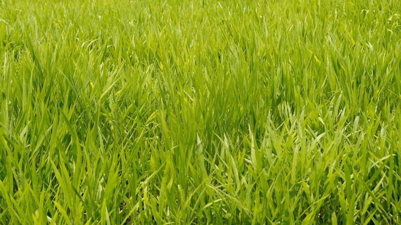 Perennial ryegrass