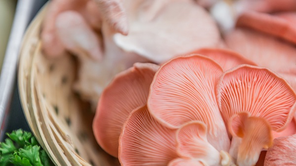 Pink oyster mushrooms