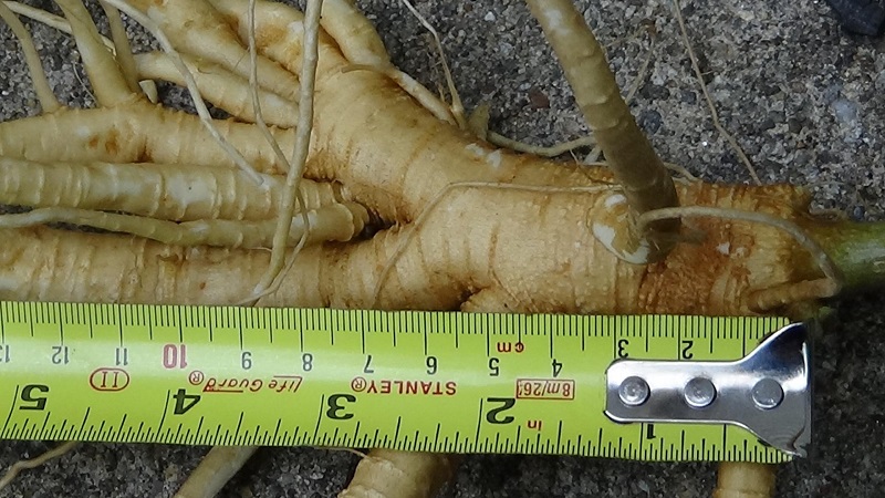 Pokeweed taproot