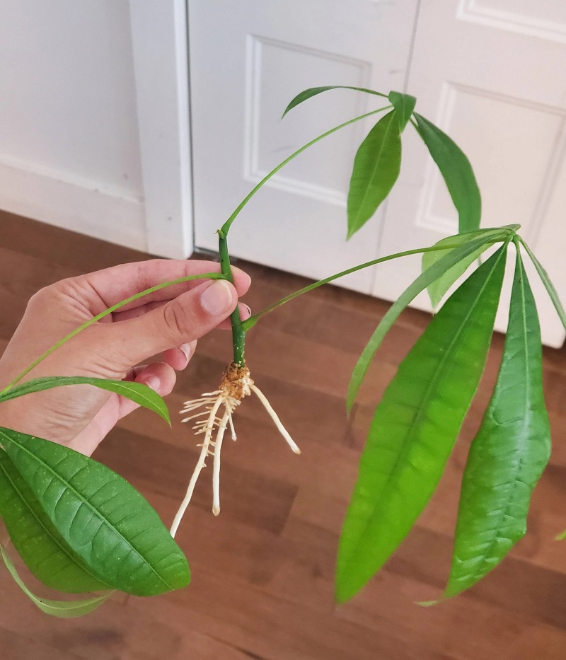 Propagated money tree cutting