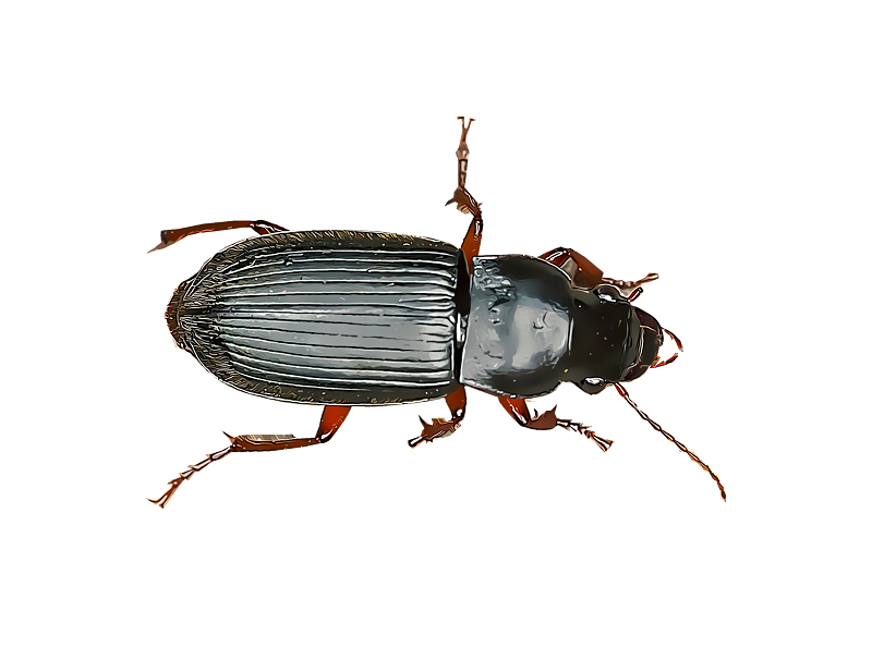 Pterostichus melanarius ground beetles