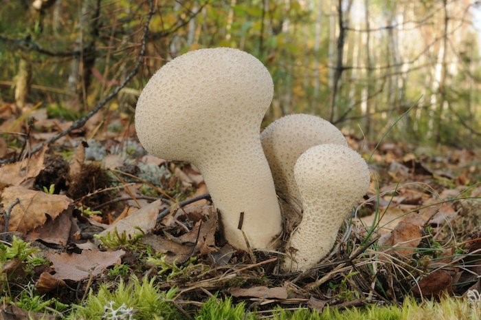 Puffball mushrooms