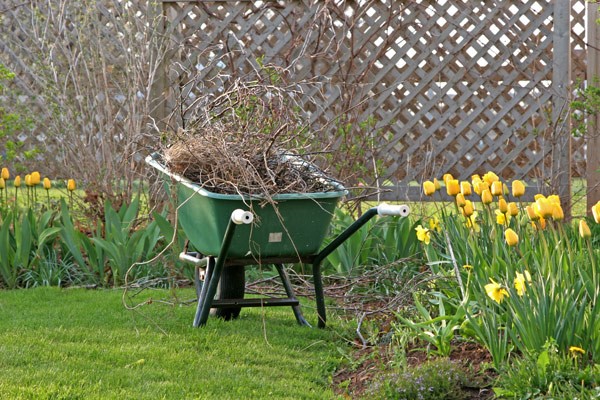 Regular yard cleaning can prevent the growth of mushrooms and other fungal diseases