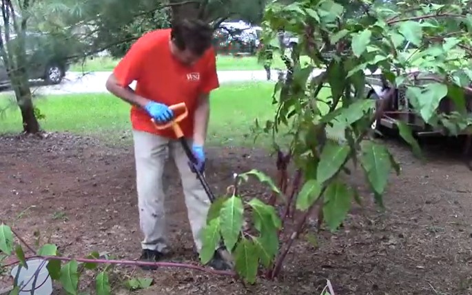  Removing a mature pokeweed by hand