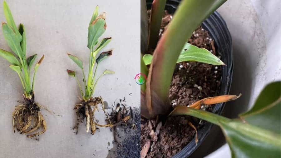 Root rot or overwatering