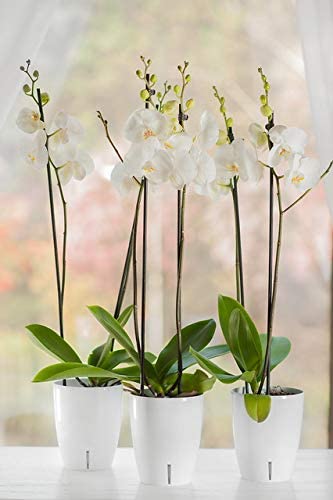 Santino 4.9 Inch ORCHIDEA Self Watering Pots