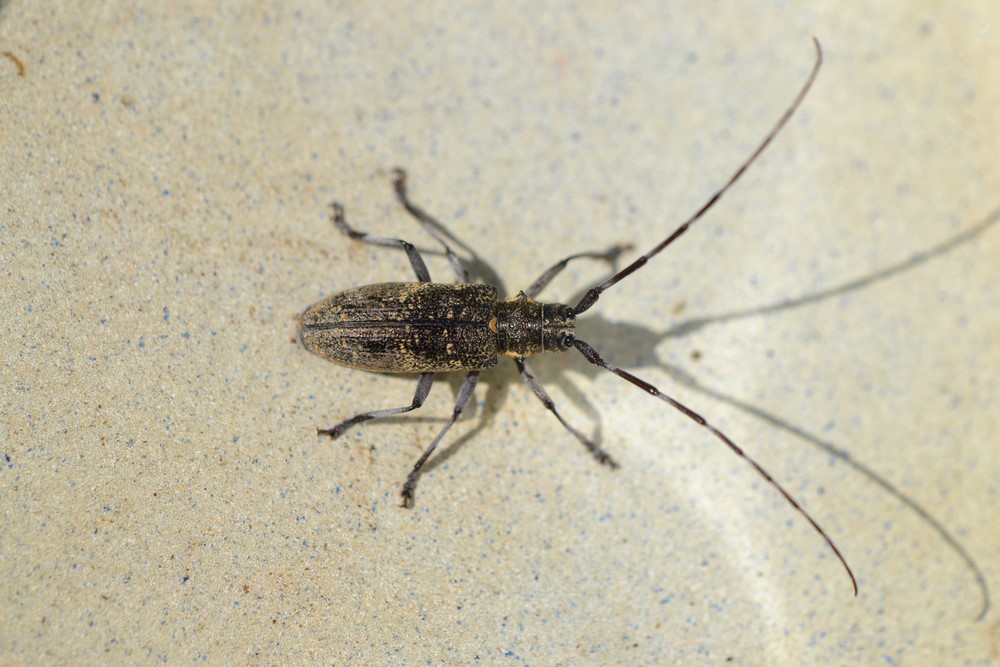 Sawyer beetle