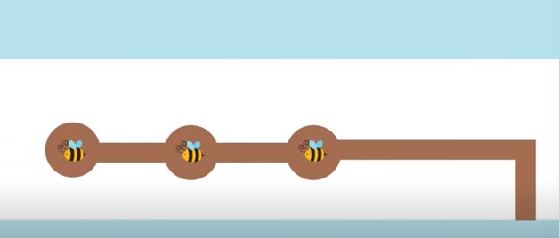 Several generations of carpenter bees can live in the same wood, boring different holes.