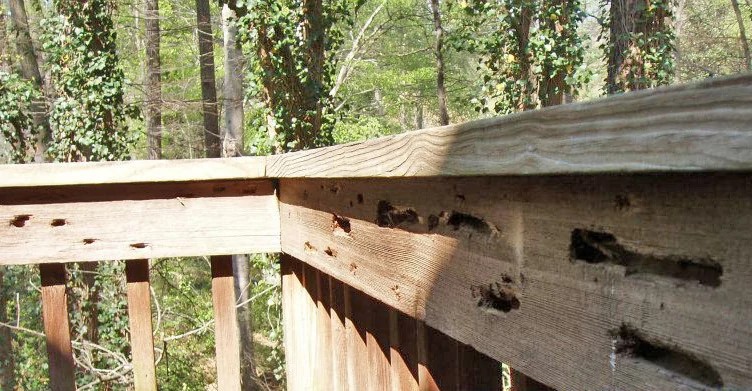 Severe carpenter bee infestation on a deck