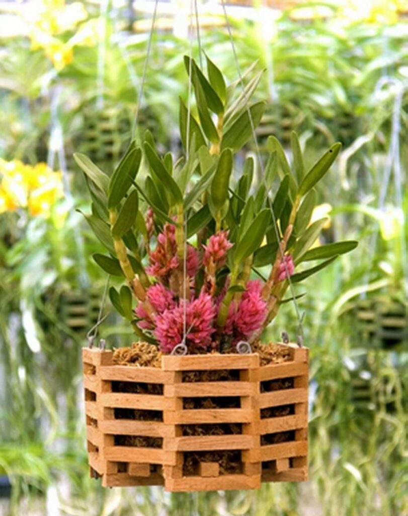 Sun Bulb Better GRO Octagon Cedar Basket, 8"