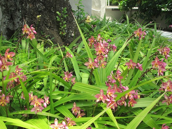 Terrestrial orchids