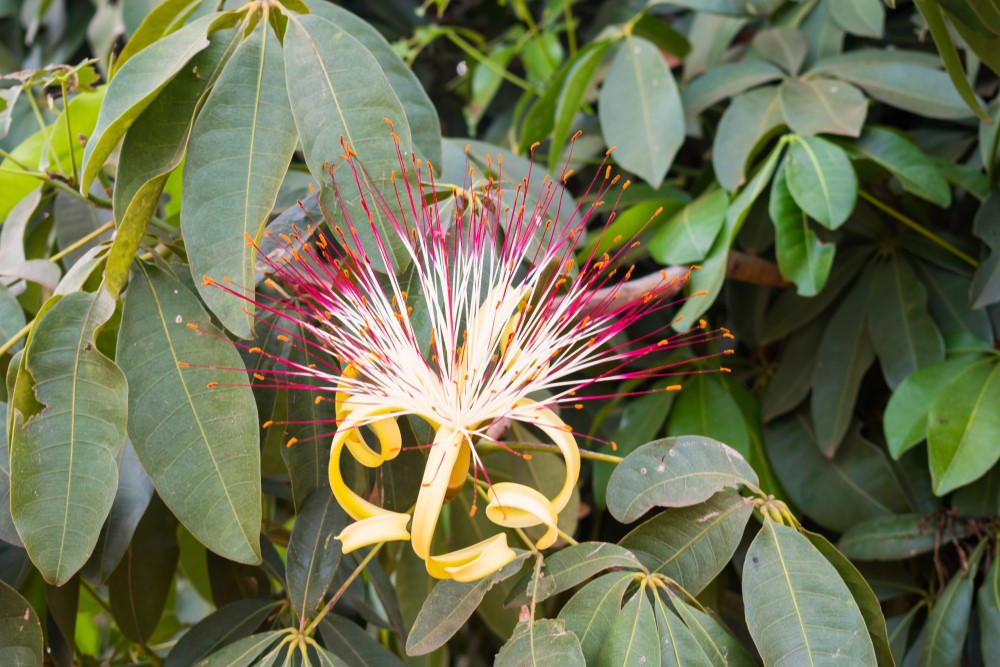 The flowers of the money tree have long and narrow petals