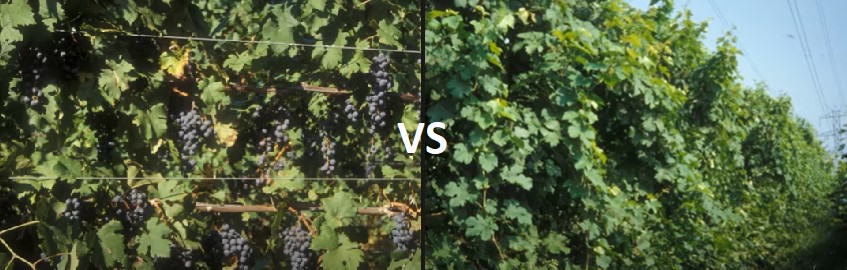 The importance of grapevine training systems