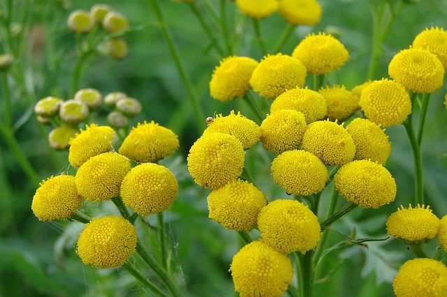 The insecticidal traits of tansy