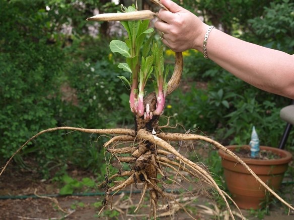 The monstrous roots of pokeweed