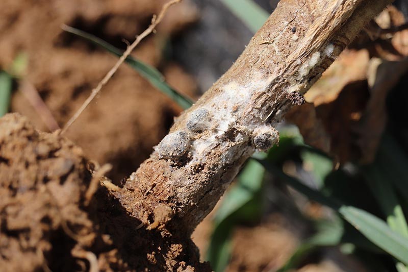 Timber rot or white mold disease