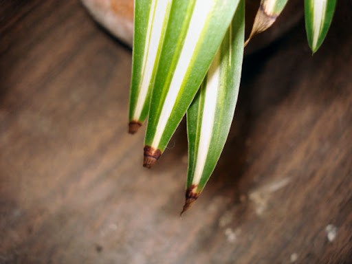 Tips on how to deal with the brown tips of spider plant