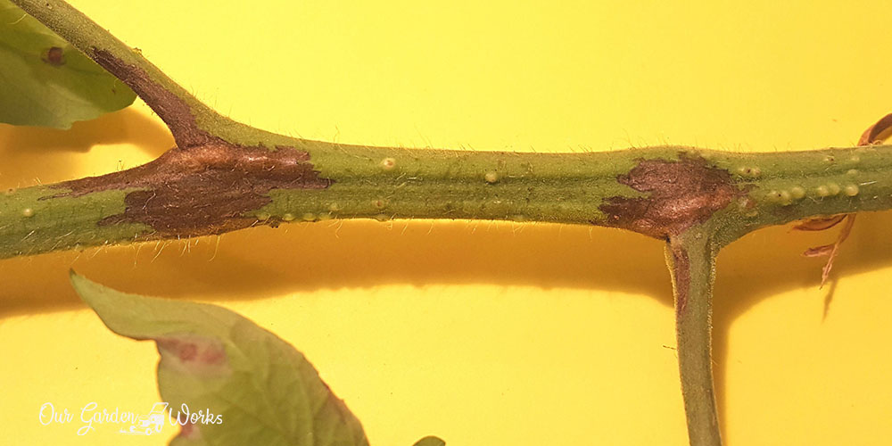 Tomato stem rot_ What Causes It and how to treat your plant