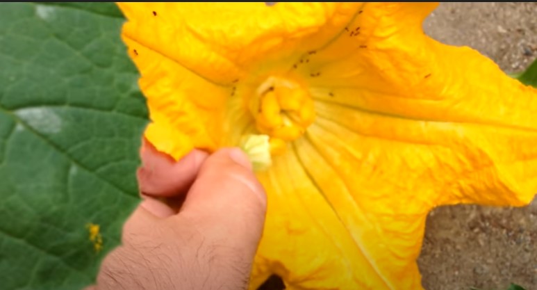 Transferring pollens using the stamen of the male pumpkin flower.