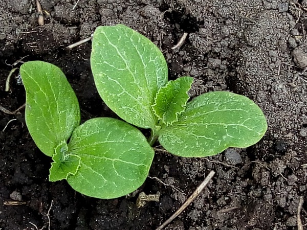 True pumpkin leaves start to grow after a week or two