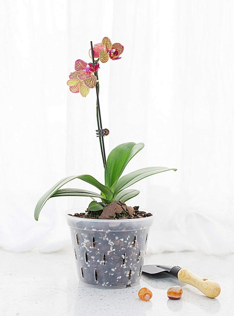 Truedays Clear Orchid Pots