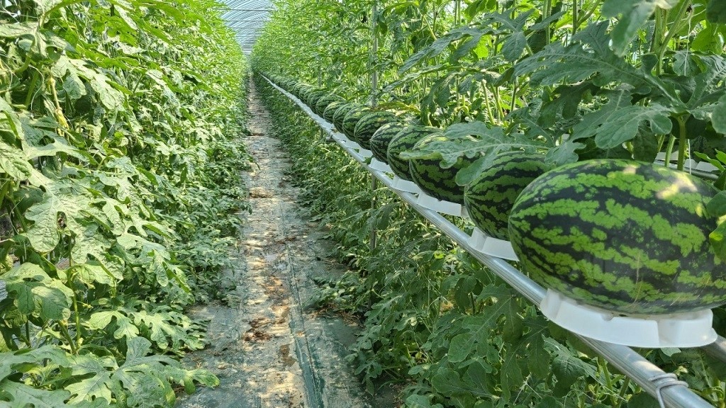 Vertical watermelon growing