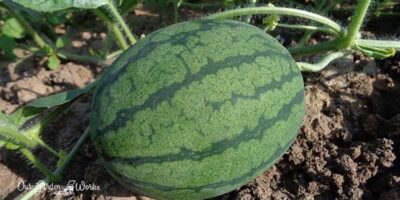Watermelon Growing 101: What Grows Well With Watermelon?