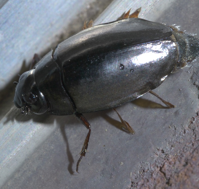 Whirligig beetle
