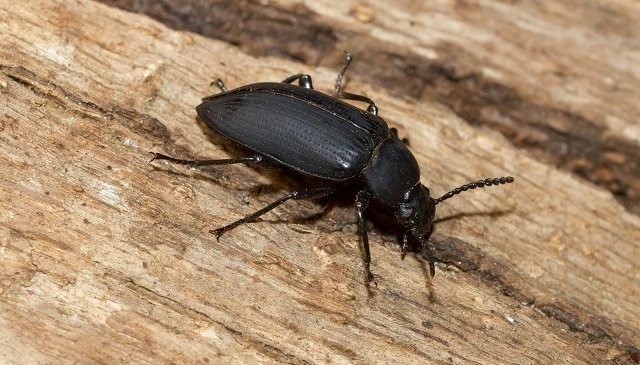 Wood-boring beetles