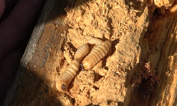 Woodworms are the larvae of wood-boring beetles