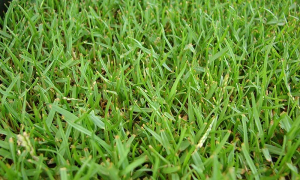 Zoysia grass
